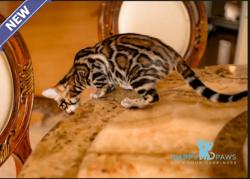 Archi Bengal male black spotted tabby live animals