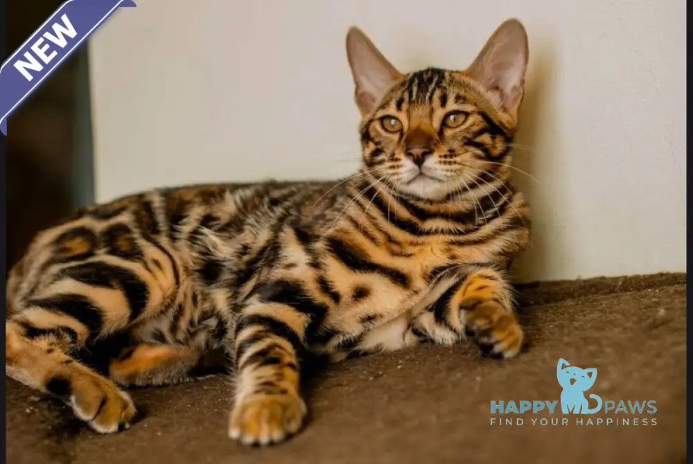 Archi Bengal male black spotted tabby live animals