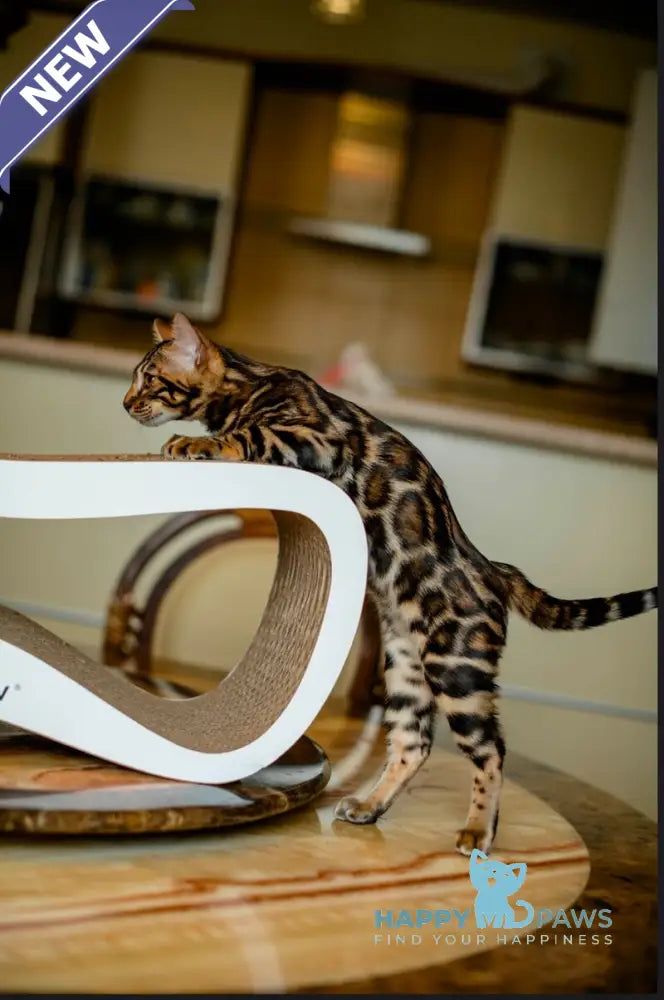 Archi Bengal male black spotted tabby live animals