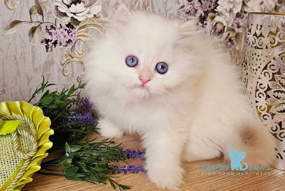 Archi British Longhair Male Lilac Golden Chinchilla Pointed Live Animals