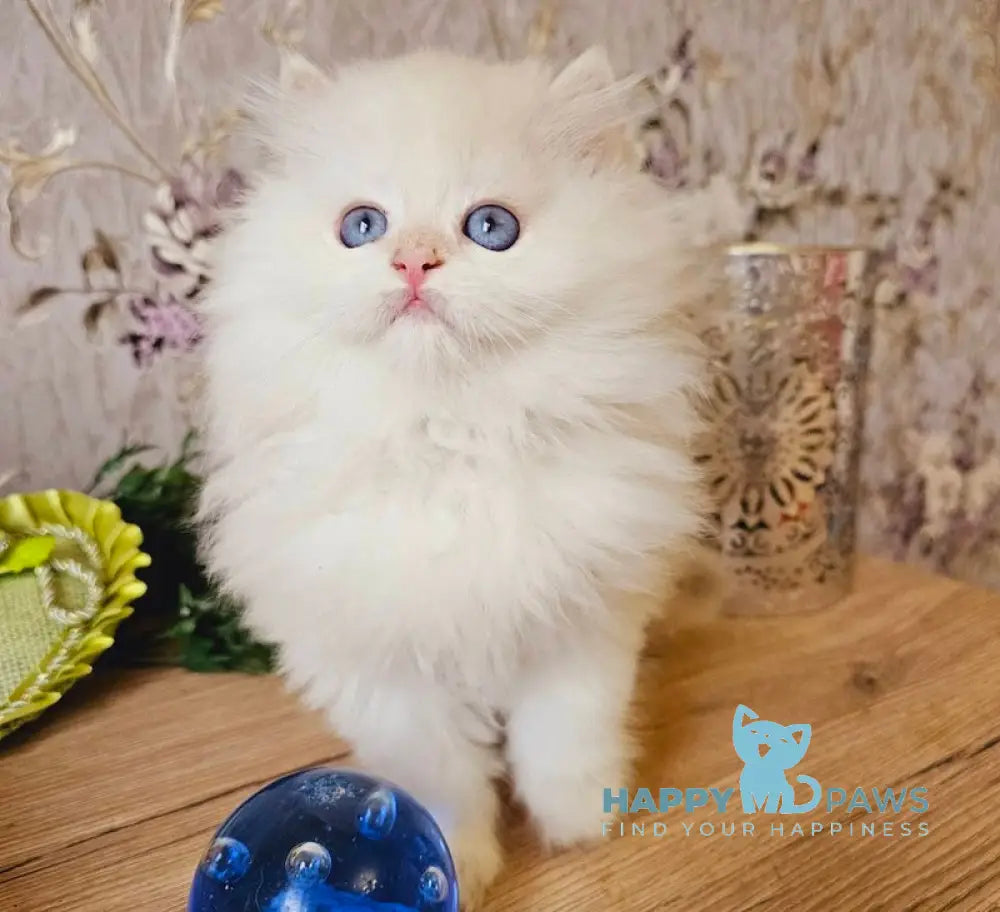 Archi British Longhair Male Lilac Golden Chinchilla Pointed Live Animals