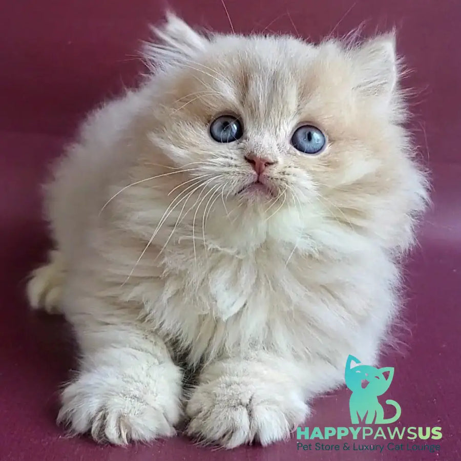 Archi British Longhair male lilac golden shaded - live animals