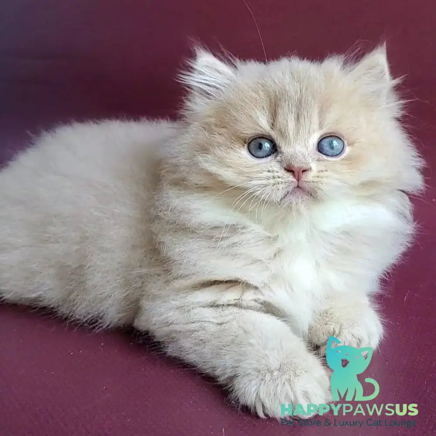 Archi British Longhair male lilac golden shaded - live animals