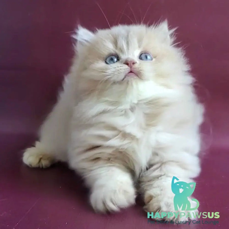 Archi British Longhair male lilac golden shaded - live animals