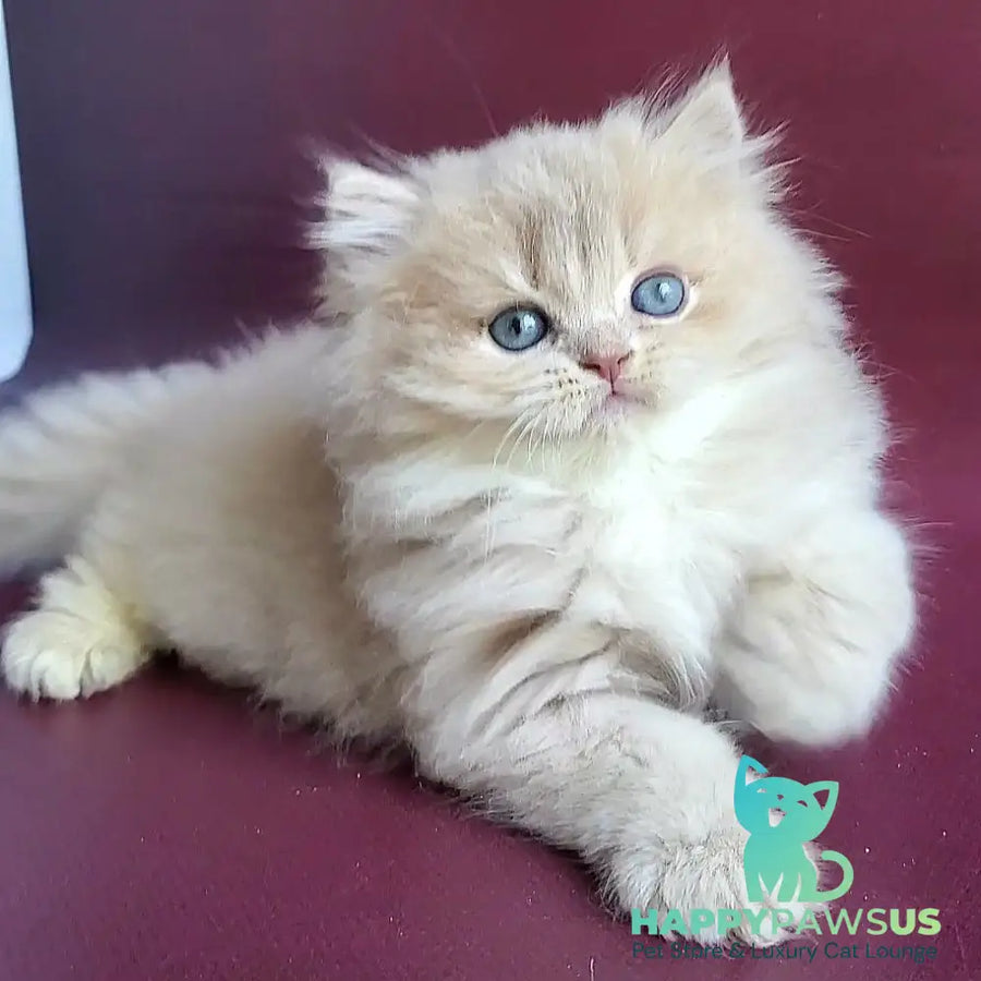 Archi British Longhair male lilac golden shaded - live animals
