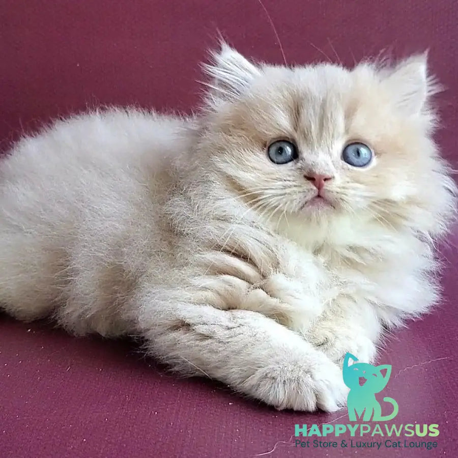 Archi British Longhair male lilac golden shaded - live animals