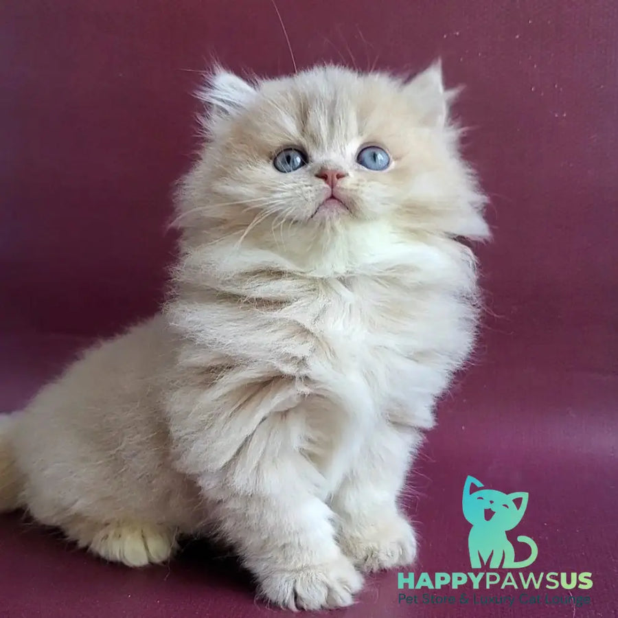 Archi British Longhair male lilac golden shaded - live animals