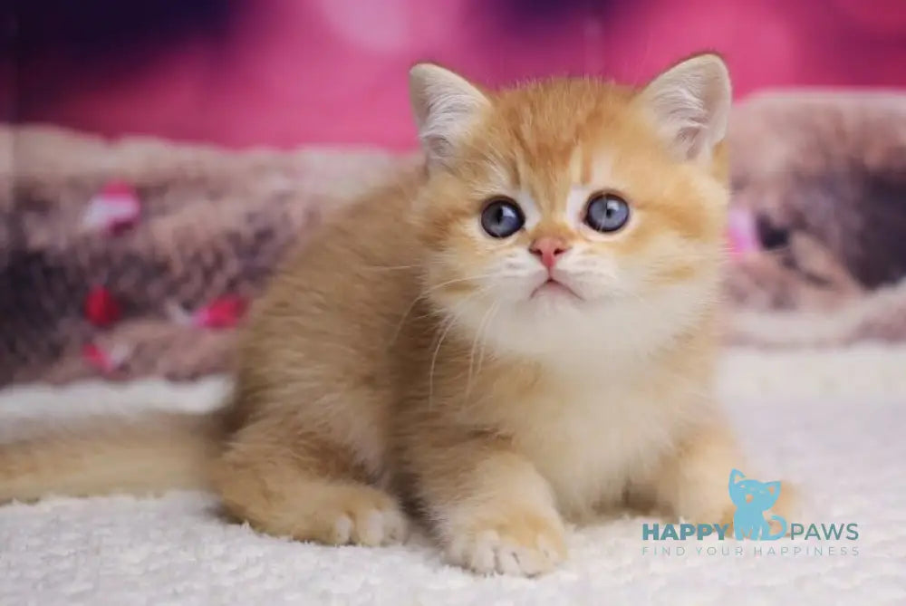 Archi British Shorthair male chocolate golden chinchilla live animals