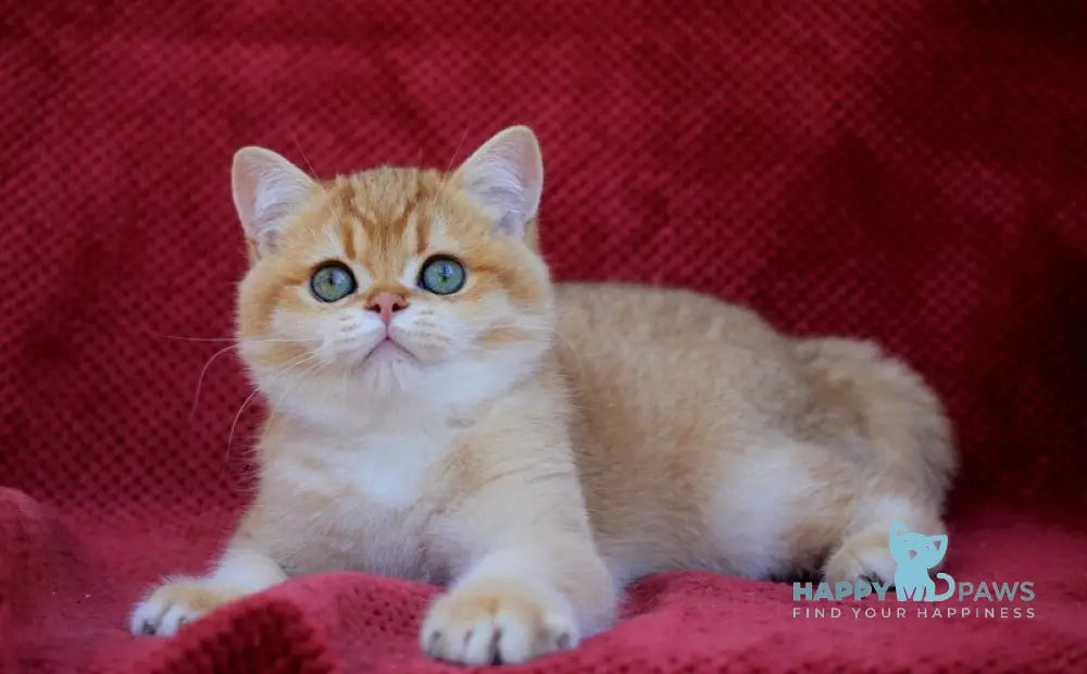 Archi British Shorthair male chocolate golden chinchilla live animals