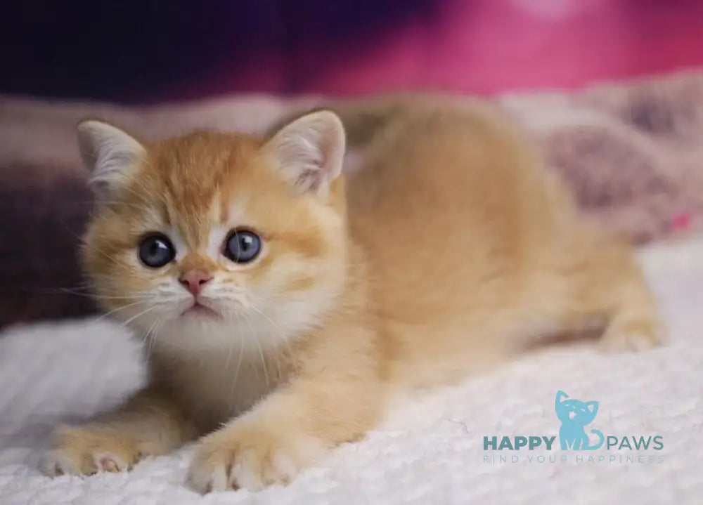 Archi British Shorthair male chocolate golden chinchilla live animals