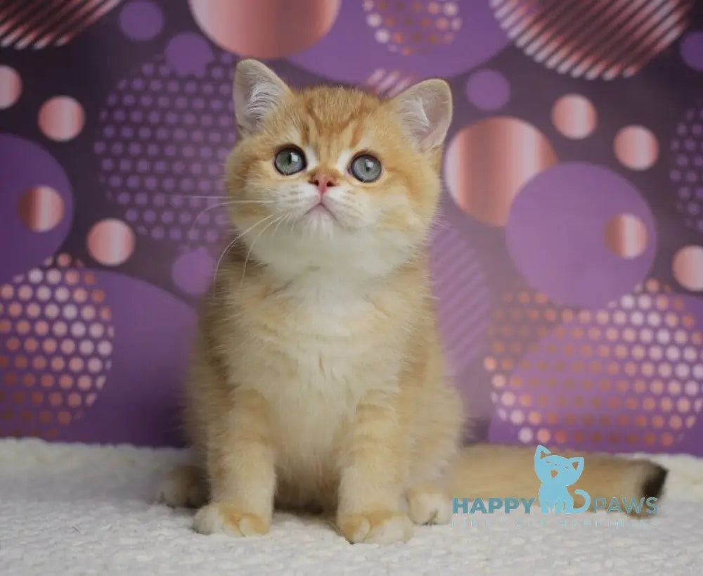 Archi British Shorthair male chocolate golden chinchilla live animals