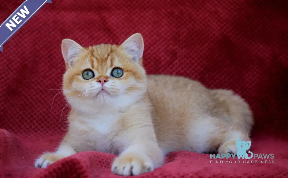 Archi British Shorthair male chocolate golden chinchilla live animals