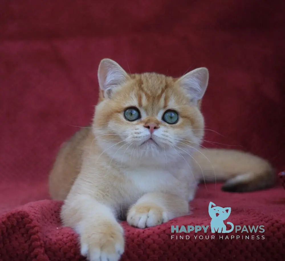 Archi British Shorthair male chocolate golden chinchilla live animals