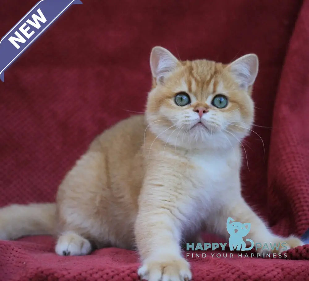 Archi British Shorthair male chocolate golden chinchilla live animals