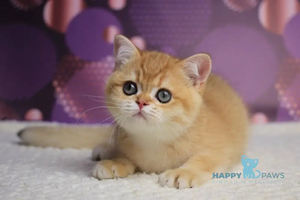 Archi British Shorthair male chocolate golden chinchilla live animals