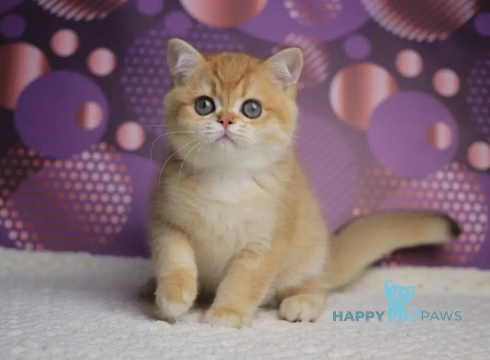 Archi British Shorthair male chocolate golden chinchilla live animals