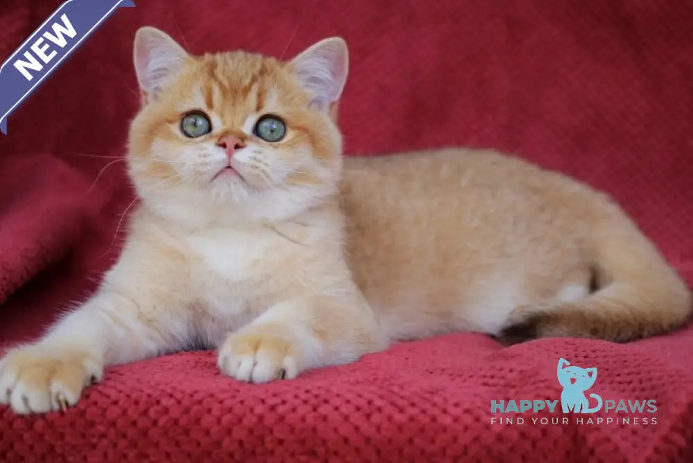 Archi British Shorthair male chocolate golden chinchilla live animals
