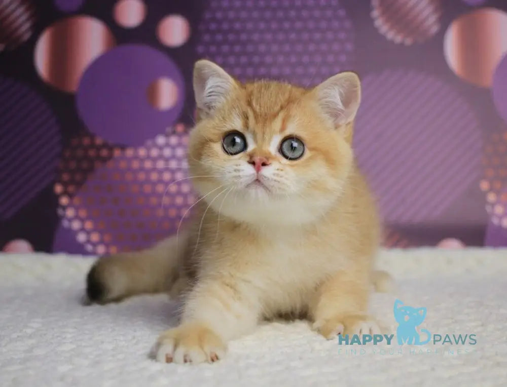 Archi British Shorthair male chocolate golden chinchilla live animals