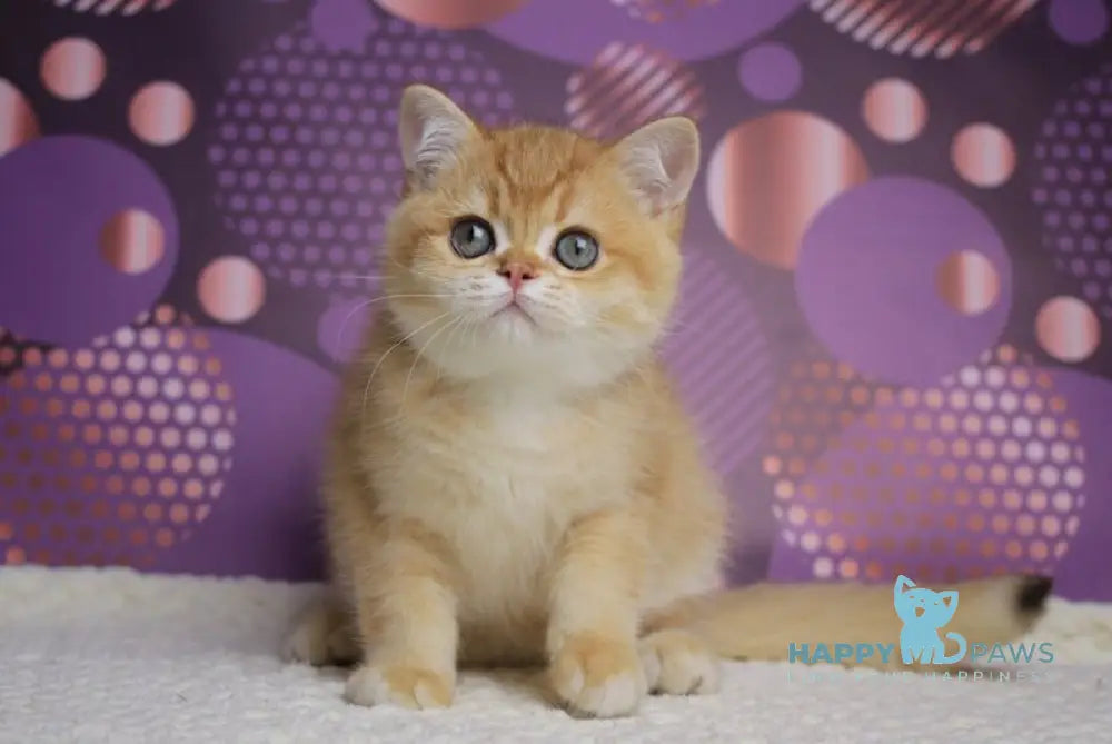Archi British Shorthair male chocolate golden chinchilla live animals