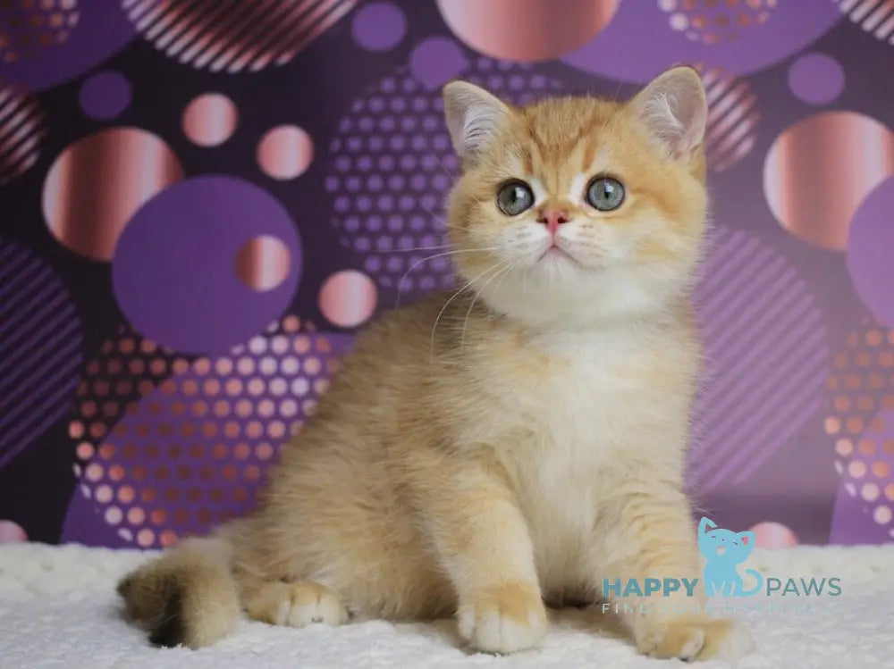Archi British Shorthair male chocolate golden chinchilla live animals
