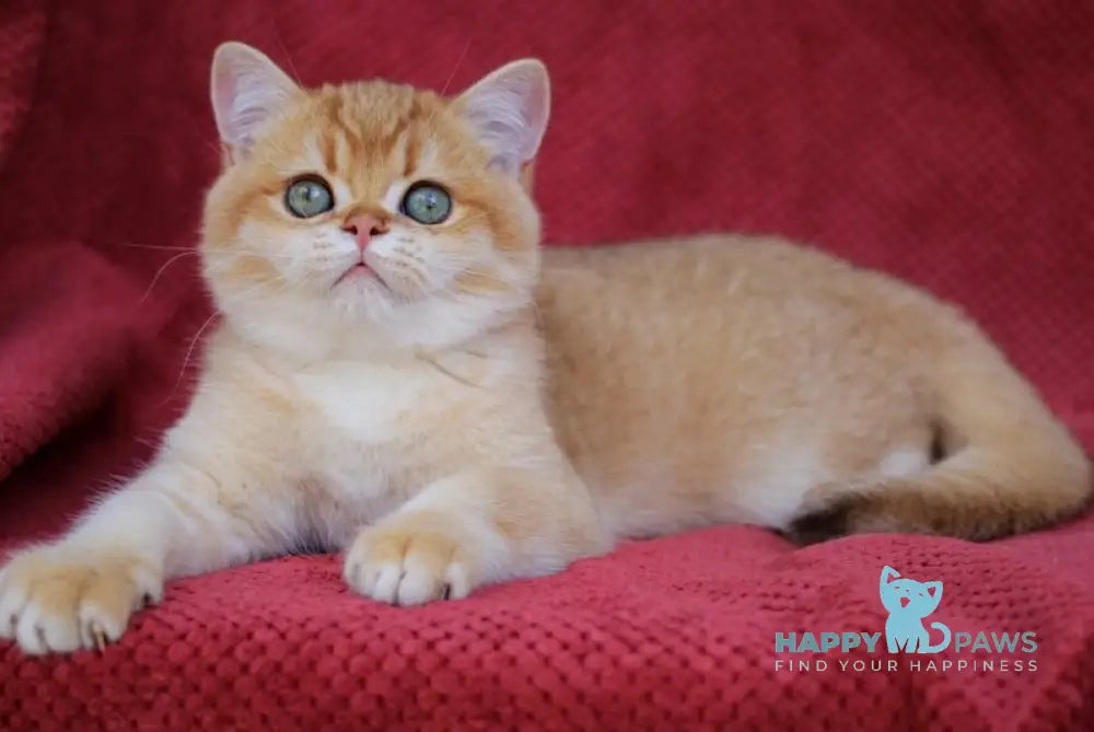Archi British Shorthair male chocolate golden chinchilla live animals