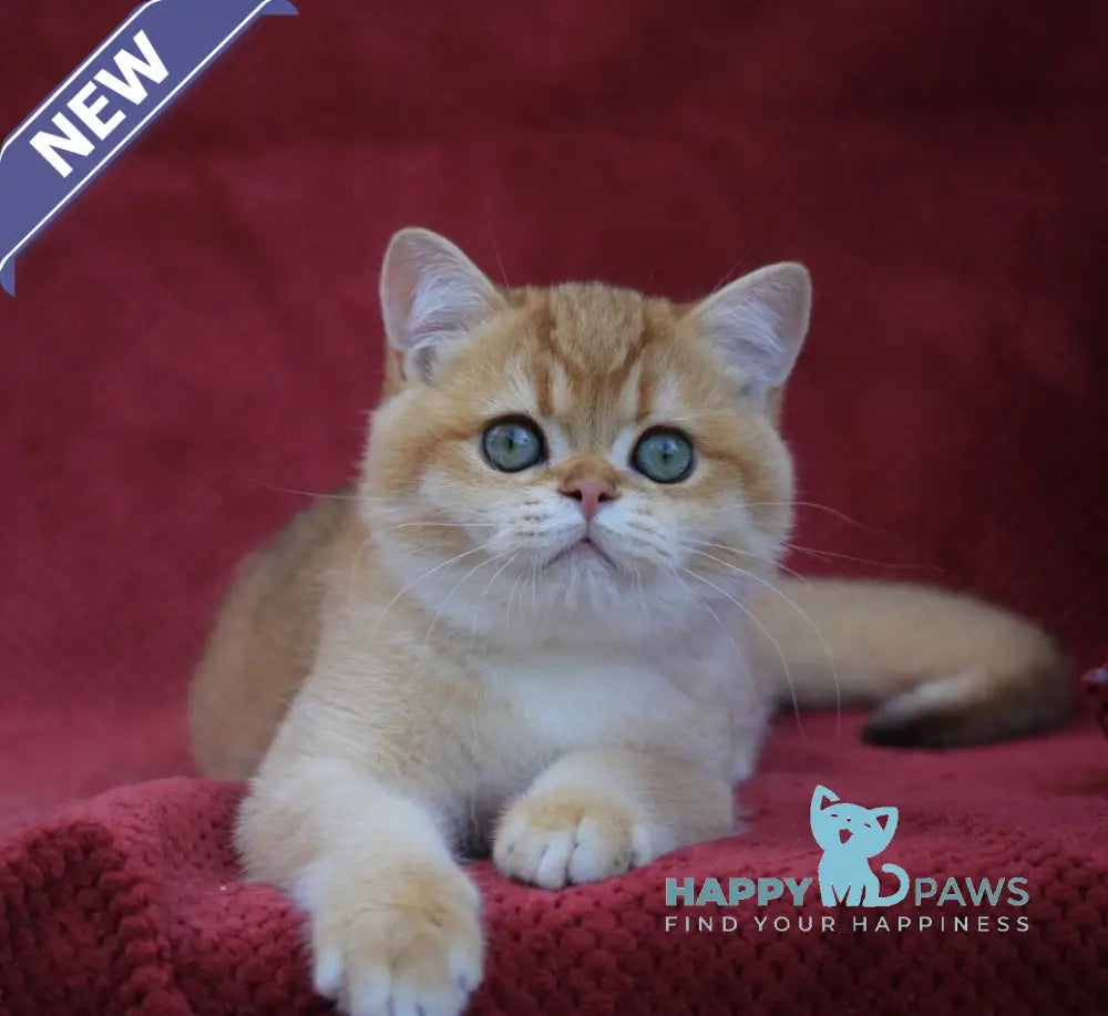Archi British Shorthair male chocolate golden chinchilla live animals