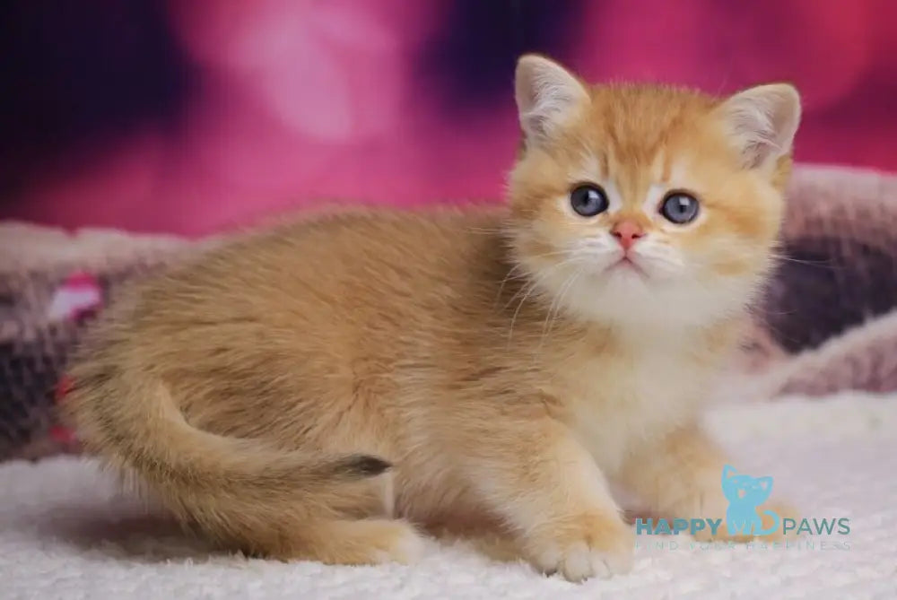 Archi British Shorthair male chocolate golden chinchilla live animals