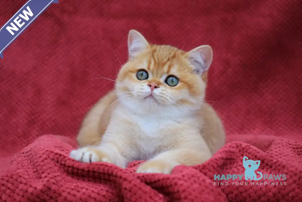 Archi British Shorthair male chocolate golden chinchilla live animals