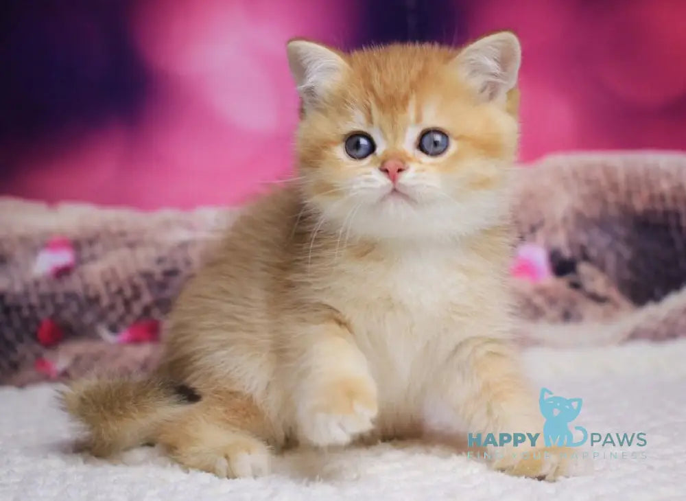 Archi British Shorthair male chocolate golden chinchilla live animals