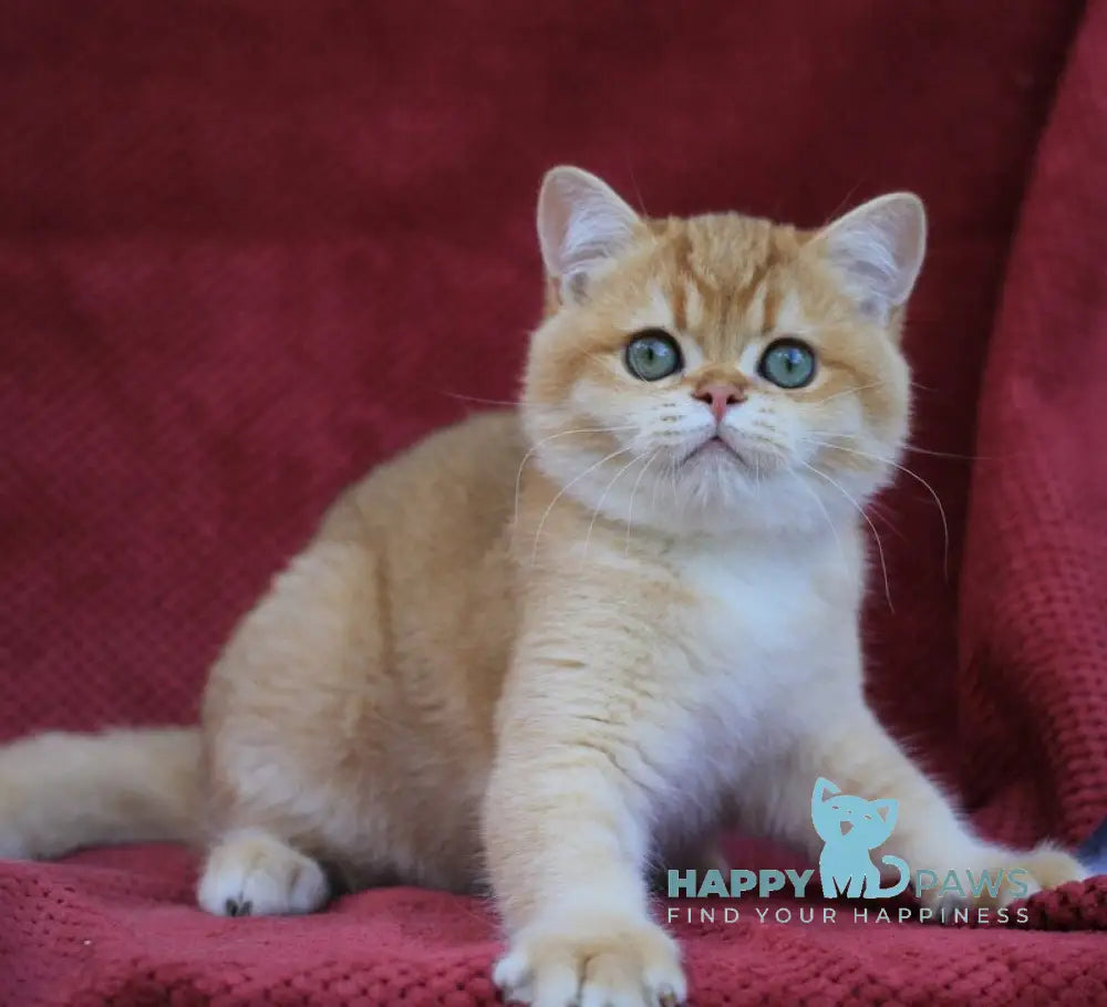Archi British Shorthair male chocolate golden chinchilla live animals