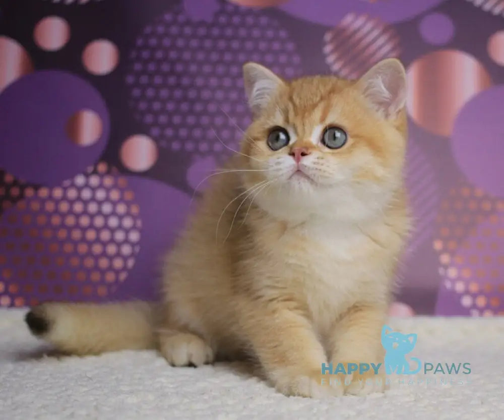 Archi British Shorthair male chocolate golden chinchilla live animals
