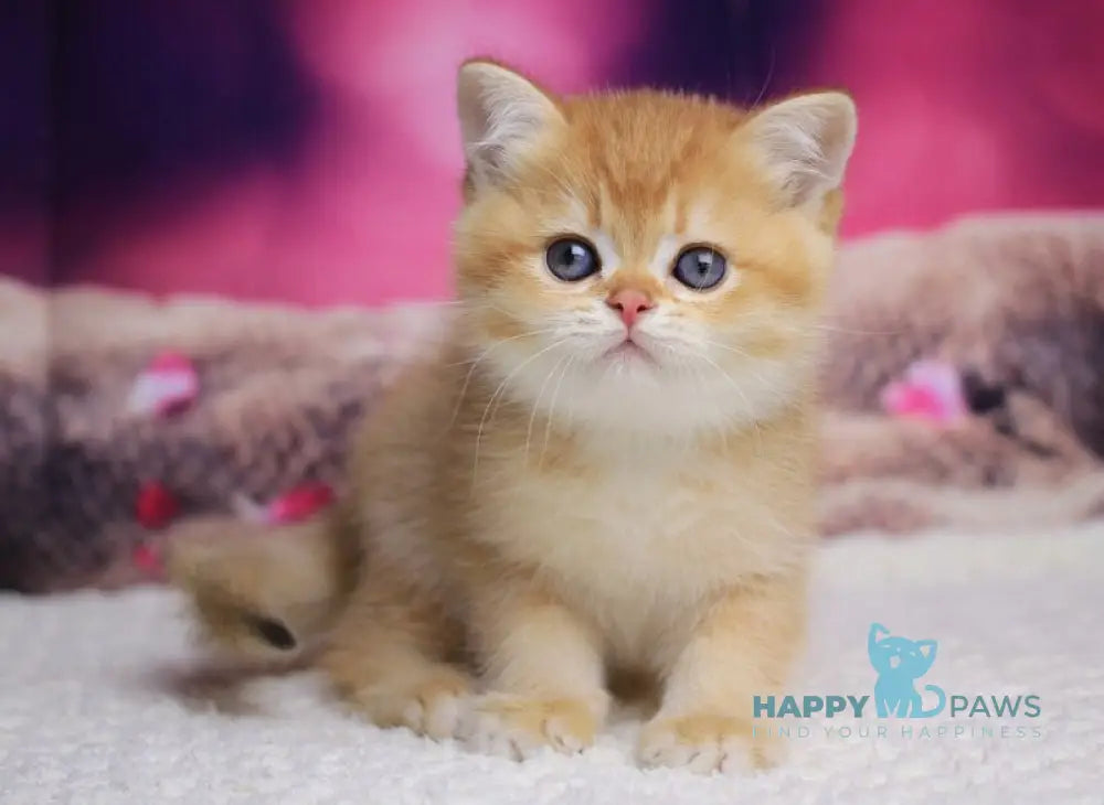 Archi British Shorthair male chocolate golden chinchilla live animals