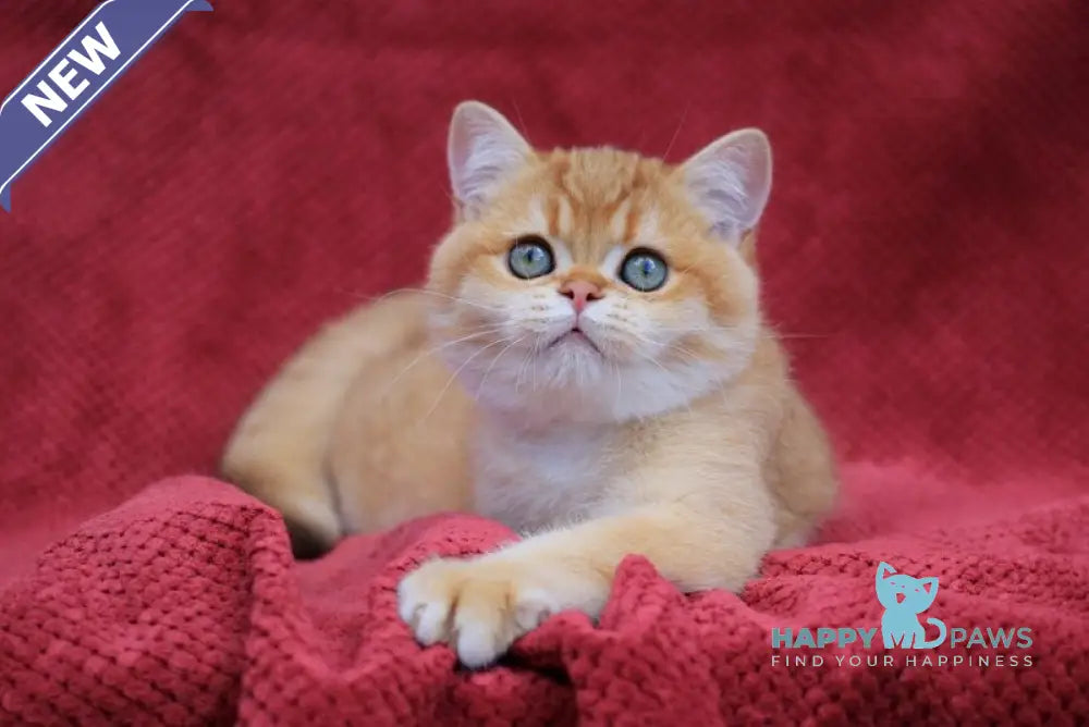 Archi British Shorthair male chocolate golden chinchilla live animals