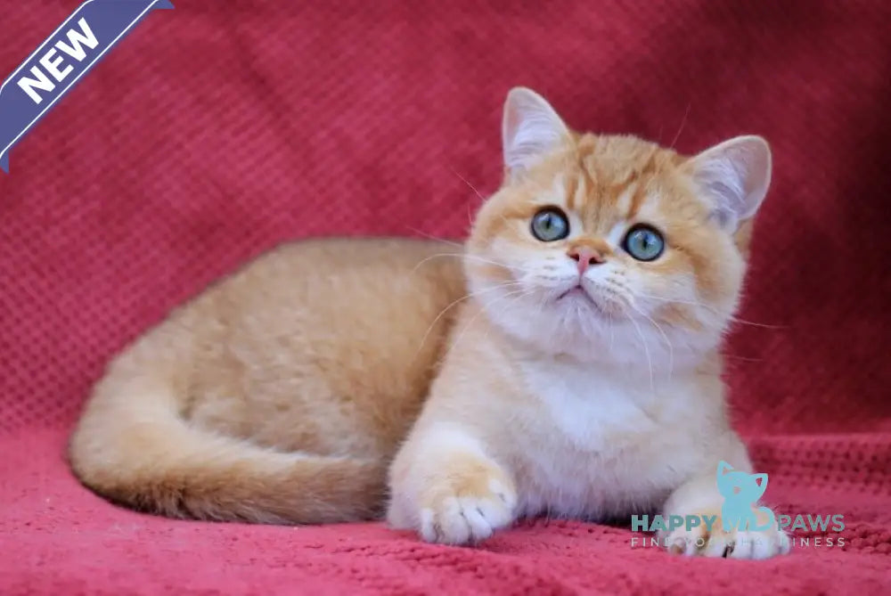 Archi British Shorthair male chocolate golden chinchilla live animals