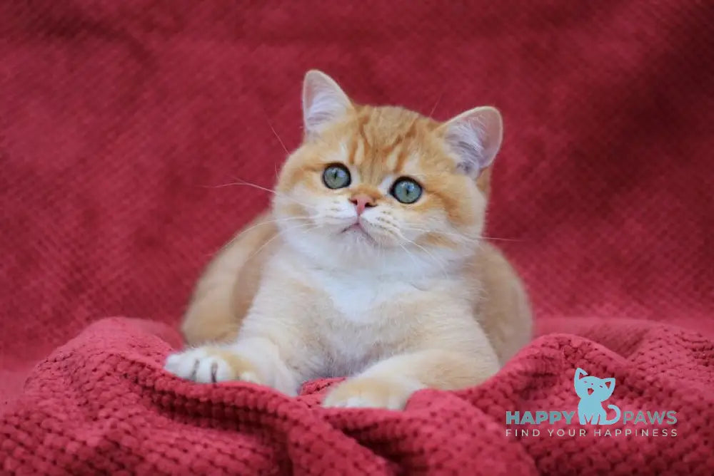 Archi British Shorthair male chocolate golden chinchilla live animals