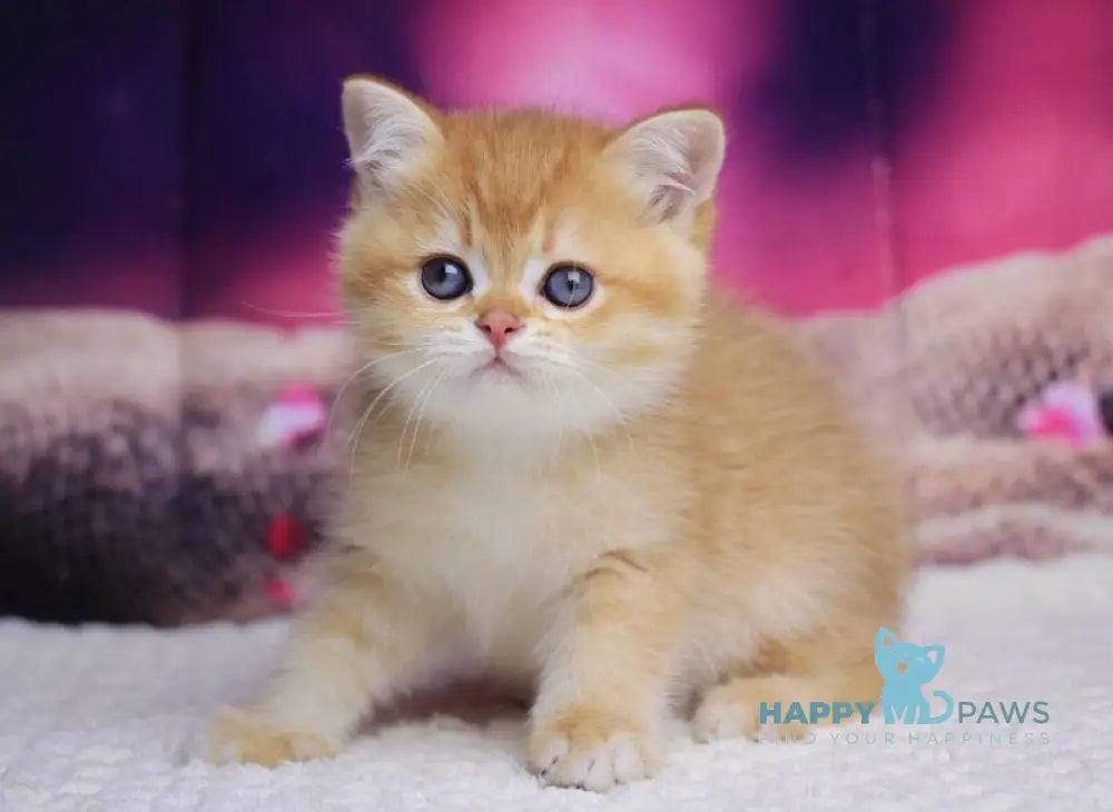 Archi British Shorthair male chocolate golden chinchilla live animals