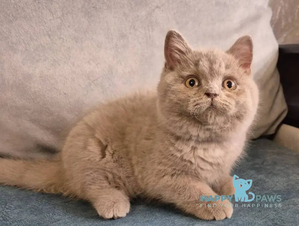 Archi British Shorthair male lilac live animals