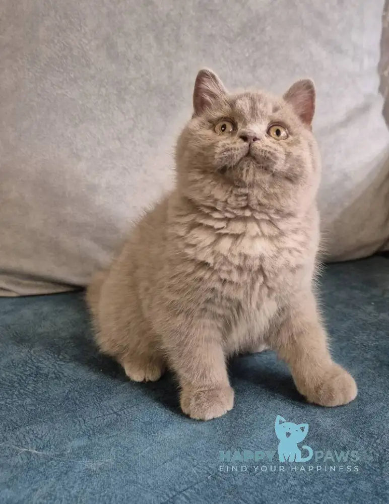 Archi British Shorthair male lilac live animals