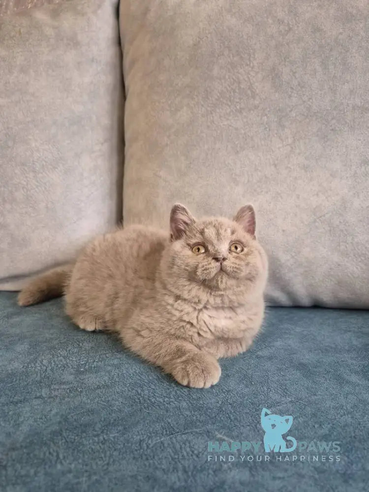 Archi British Shorthair male lilac live animals