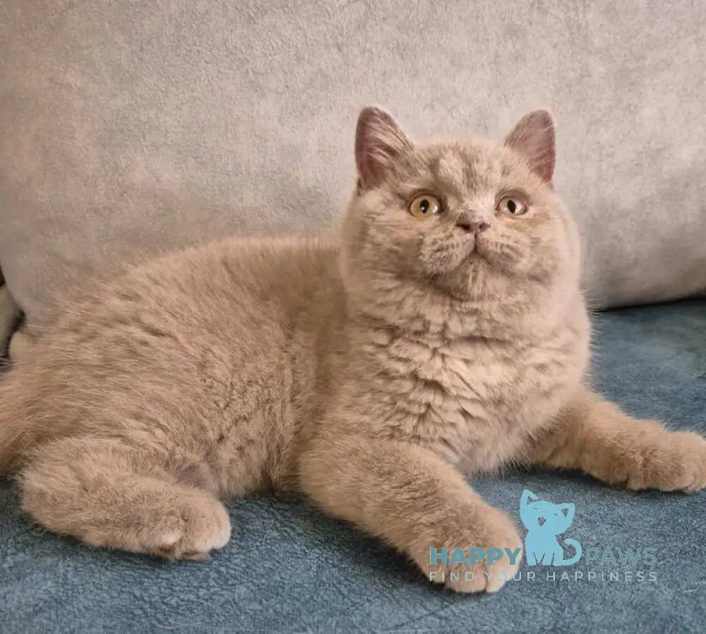 Archi British Shorthair male lilac live animals
