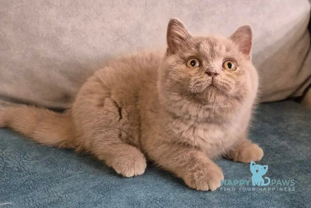Archi British Shorthair male lilac live animals