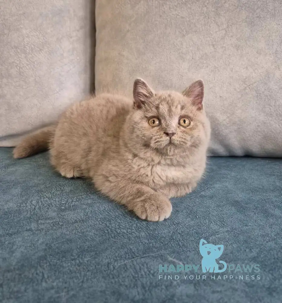 Archi British Shorthair male lilac live animals