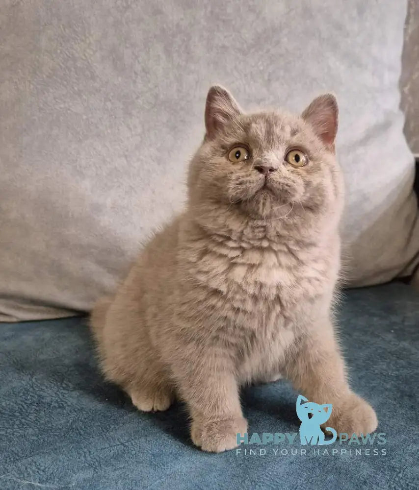 Archi British Shorthair male lilac live animals