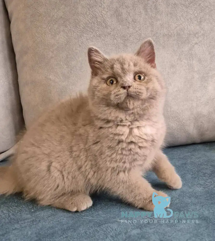 Archi British Shorthair male lilac live animals