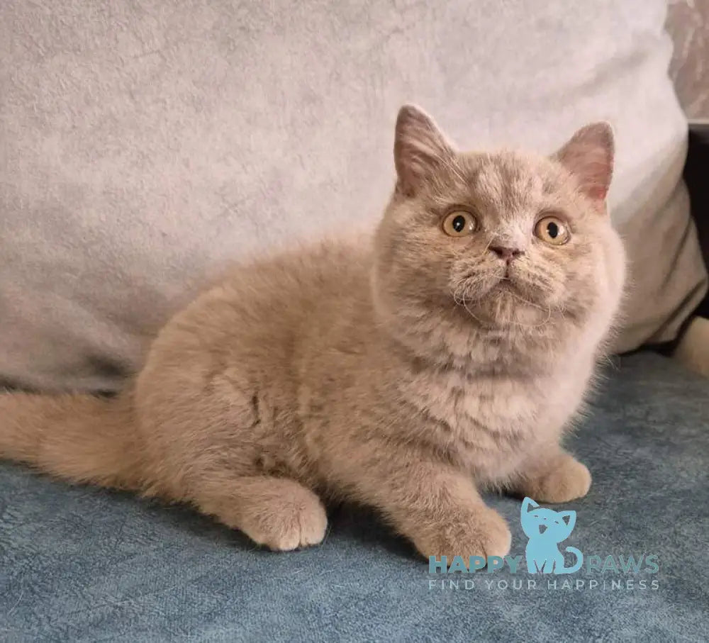 Archi British Shorthair male lilac live animals