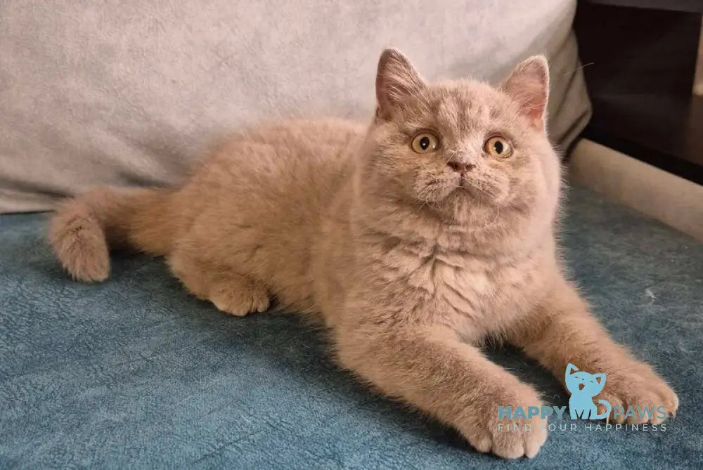 Archi British Shorthair male lilac live animals