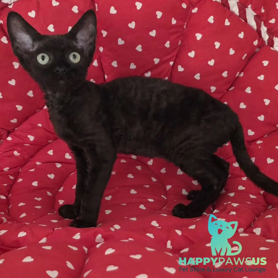 Archi Devon Rex male black - live animals