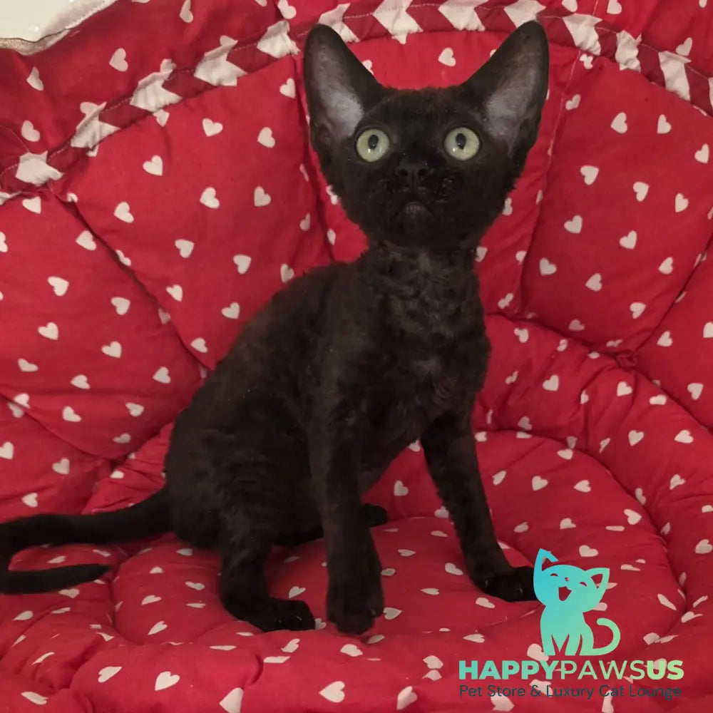 Archi Devon Rex male black - live animals