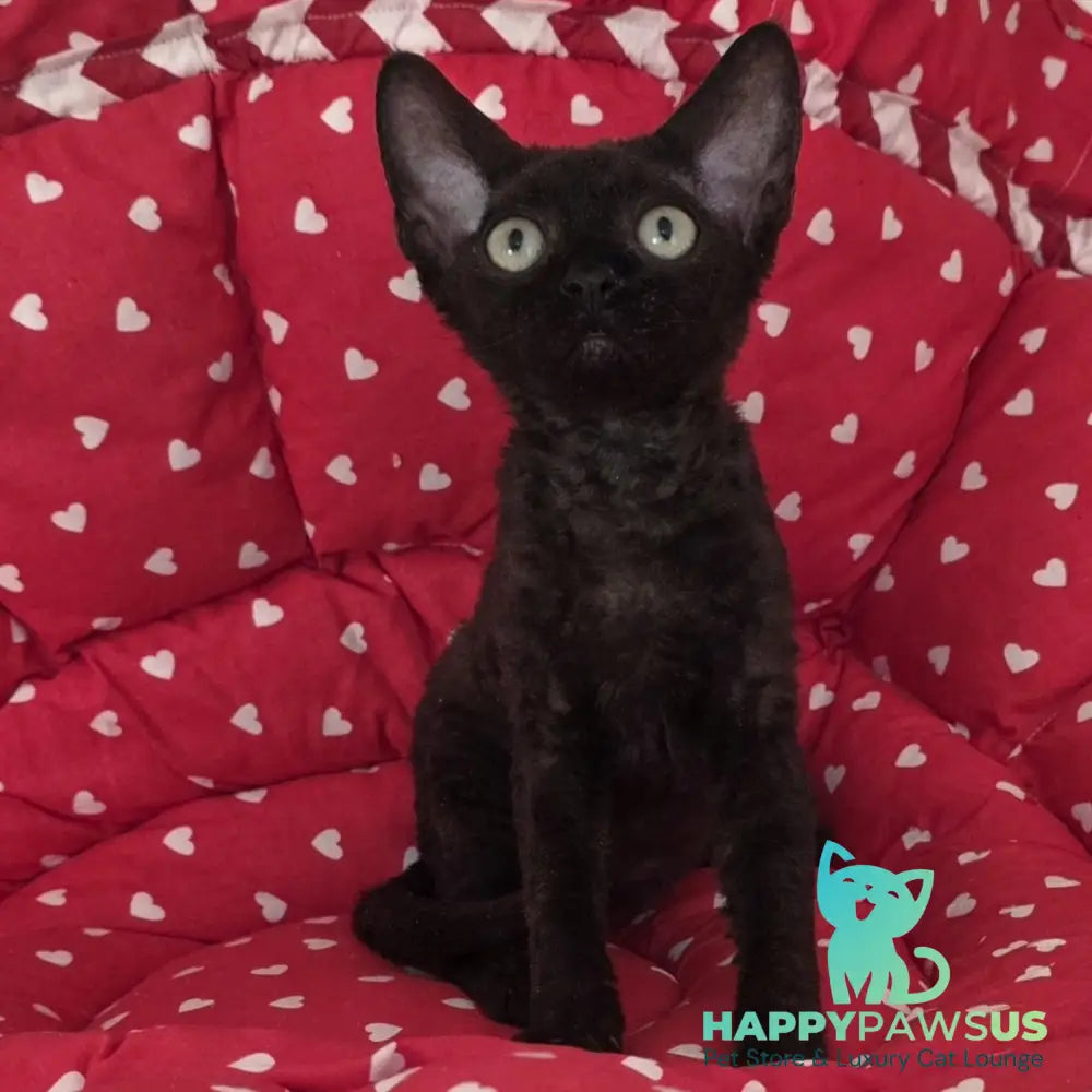 Archi Devon Rex male black - live animals