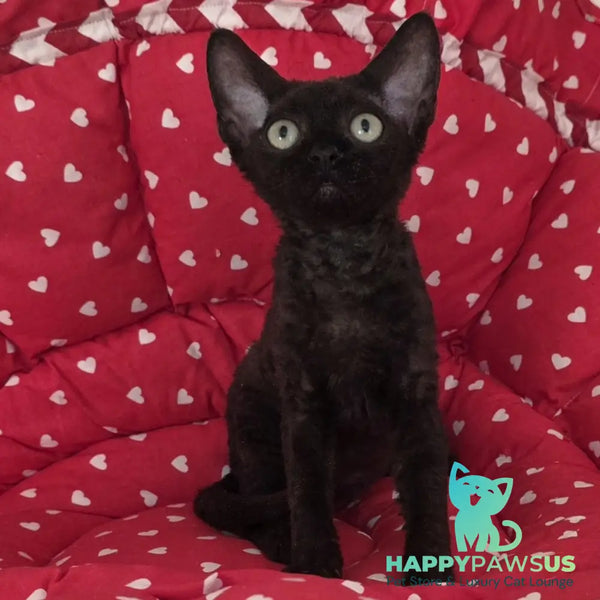 Archi Devon Rex male black - live animals